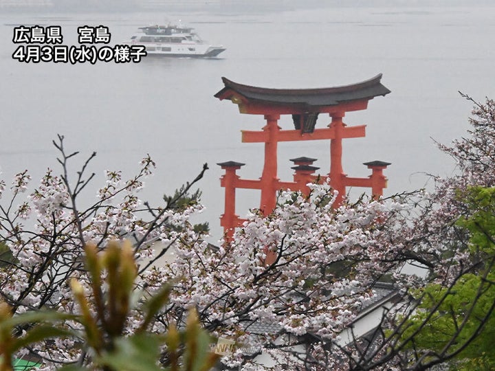 広島県・ 宮島 桜の様子(4月3日)