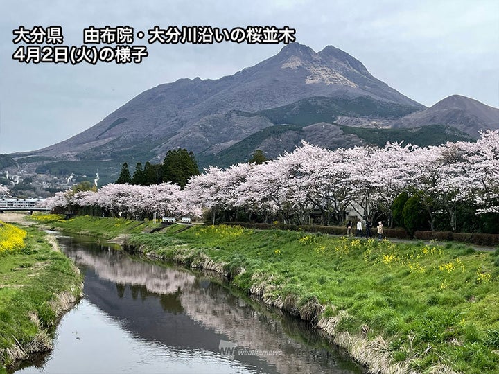 大分県・ 由布院・大分川沿いの桜並木 桜の様子(4月2日)