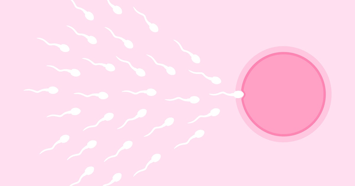 A Study Found That Actually, The Egg Chooses The Sperm - Vimarsana News
