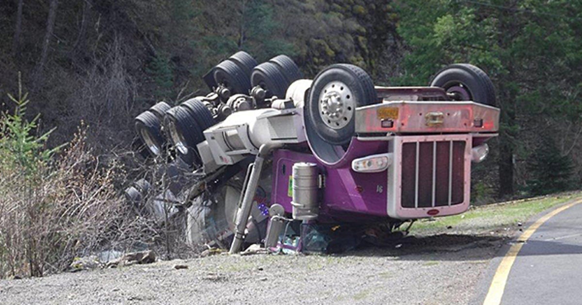 Thousands Of Salmon Spilled In Truck Accident Make It To Creek To Start New Lives