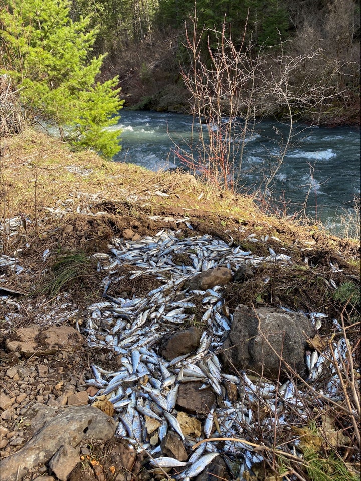 Unfortunately, not all of the salmon made it to the creek.