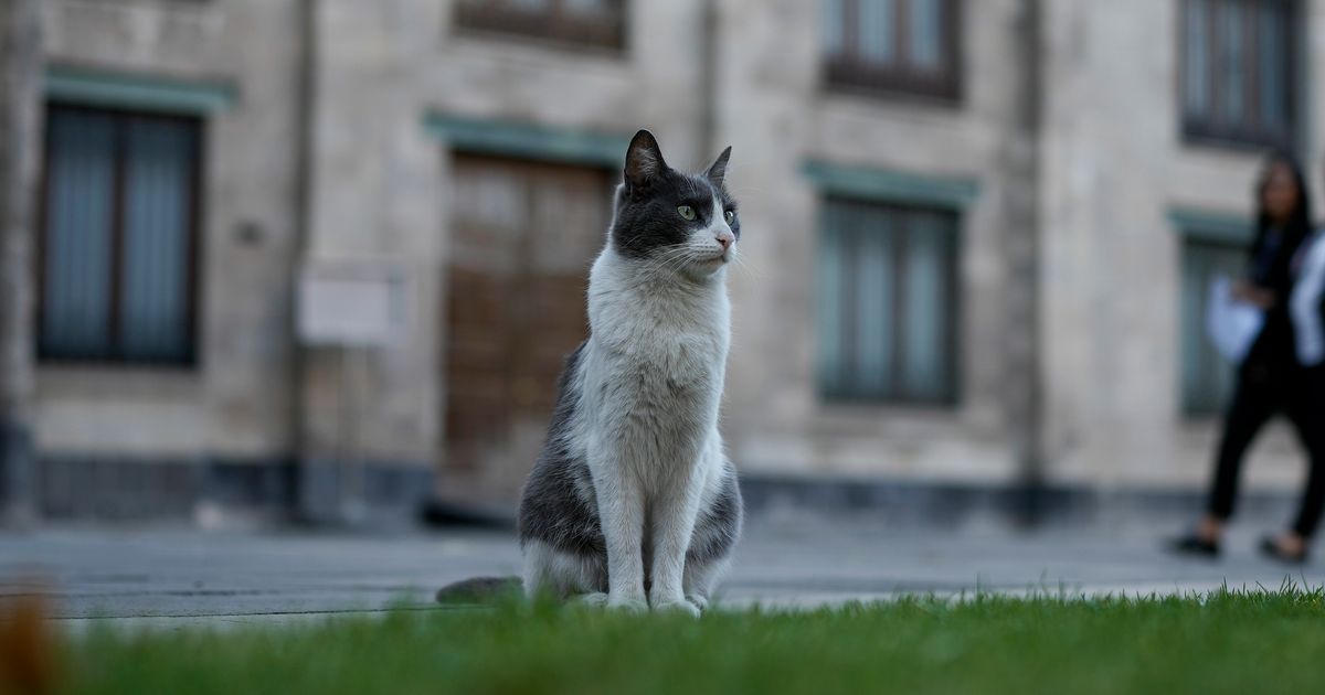 Cats Make Hiss-tory By Finding Home At Mexico's Presidential Palace