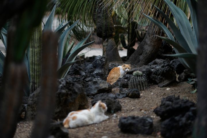 Cats rest in a National Palace garden in Mexico City, Thursday, March 4, 2024. Nineteen feral cats have free rein of Mexico's National Palace, long roaming the gardens and historic colonial halls of the most iconic buildings in the country. (AP Photo/Eduardo Verdugo)