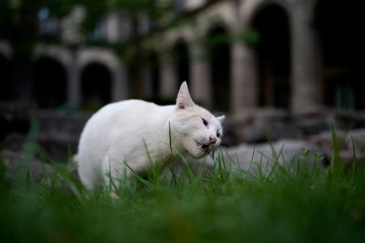 Coco nibbles on a blade of grass in a National Palace courtyard, in Mexico City, Thursday, March 4, 2024. Nineteen feral cats have free rein of Mexico's National Palace, long roaming the gardens and historic colonial halls of the most iconic buildings in the country. (AP Photo/Eduardo Verdugo)