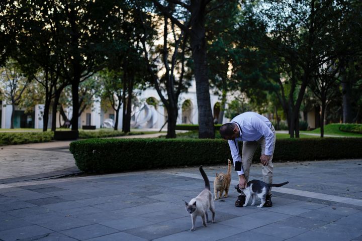 Veterinarian Jesus Arias greets Ollin in one a National Palace courtyard, in Mexico City, Thursday, March 4, 2024. Ollin is one of 19 palace cats that have made history after the government of Mexican President Andrés Manuel López Obrador declared them to be "living fixed assets", the first animals in Mexico to receive the title. (AP Photo/Eduardo Verdugo)
