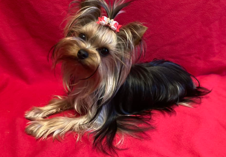 Susan F.'s dog, Sweet Caroline.