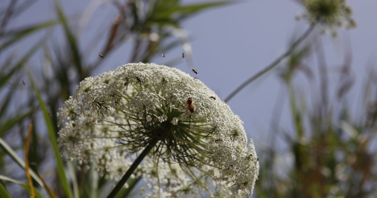 6 Ways To Easily Pollen-Proof The Home, According To An Expert ...
