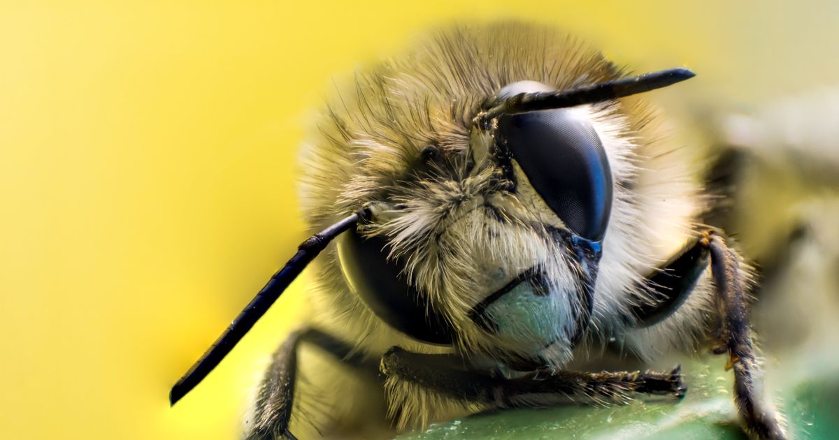 This Is The Surprising Reality Of What Really Happens When A Bee Stings You