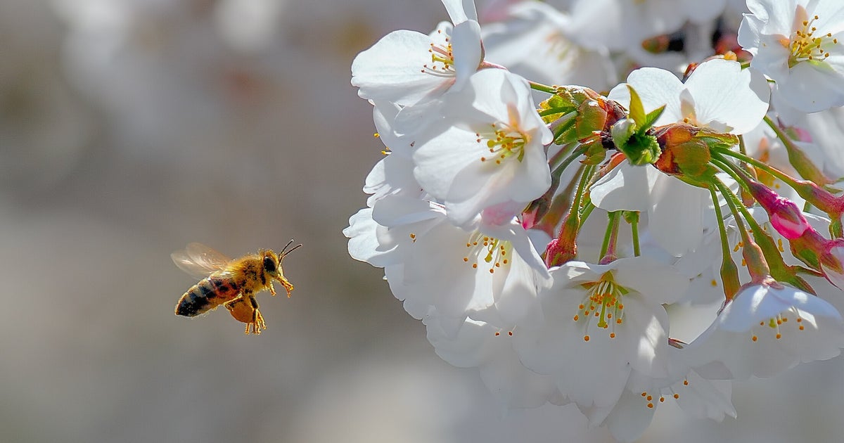 I Just Learned What Happens When A Honey Bee Dies And It's Straight From A Horror Film - Vimarsana News
