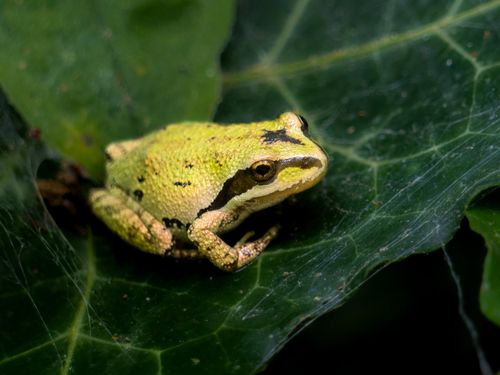 Frogs are screaming - we just can't hear them, scientists in