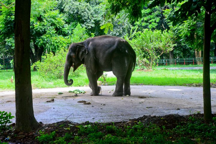 Ελέφαντας σε κλουβί του ζωολογικού κήπου της Ντάκα που έκλεισε ως μέτρο λόγω της πανδημίας του κοροναϊού COVID-19 στη Ντάκα του Μπαγκλαντές, στις 21 Σεπτεμβρίου 2020.