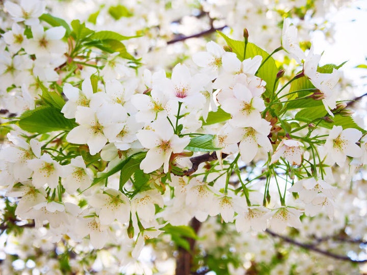 桜葉漬けの歴史