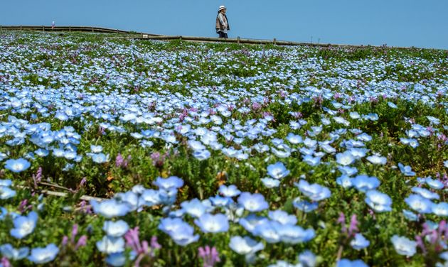 国営ひたち海浜公園のネモフィラ（写真は4月2日撮影）