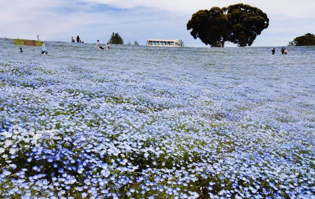 マザー牧場のネモフィラ（写真は2023年4月19日に撮影）