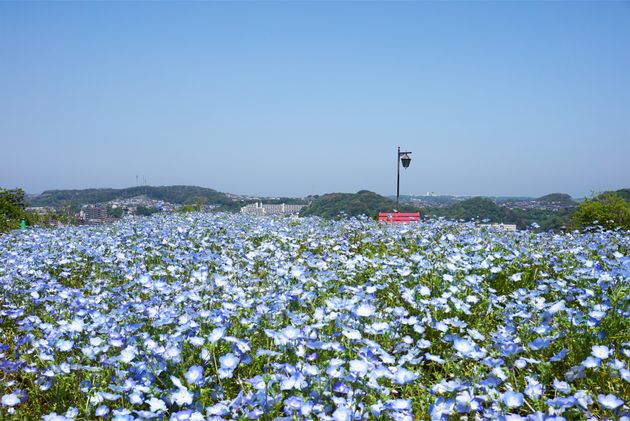 横須賀市くりはま花の国のネモフィラ