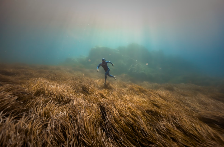 MEDITERRANEAN Posidonia