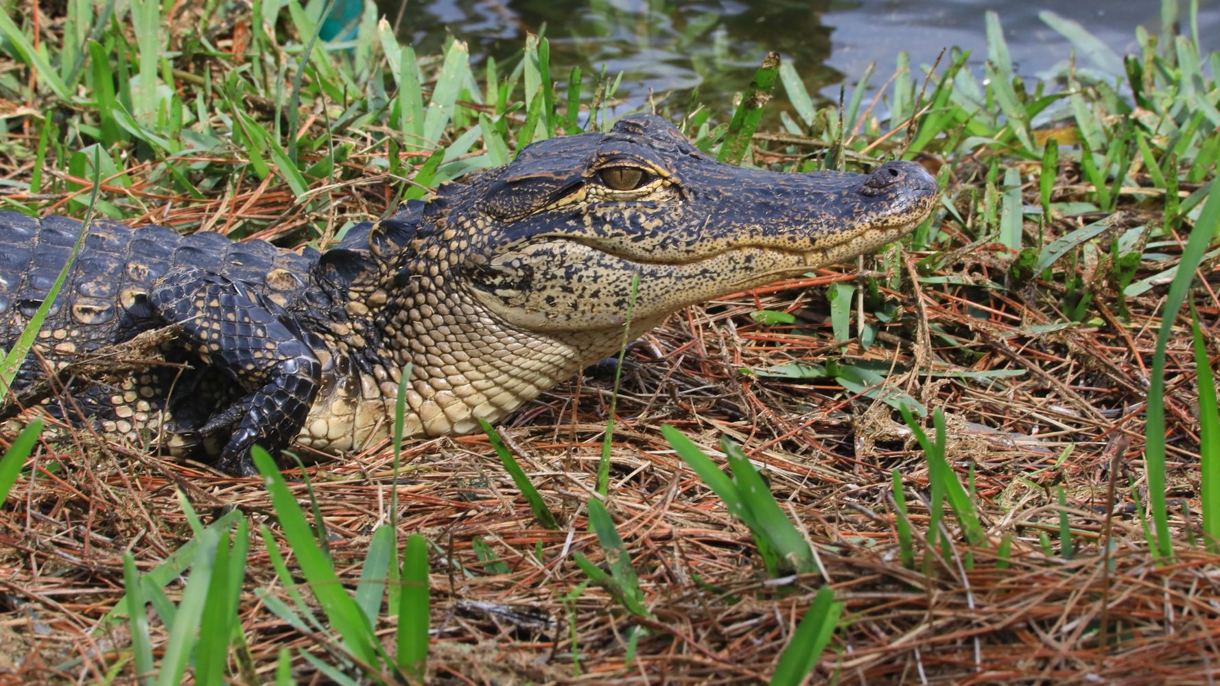 Sorry To Ruin Your Day, But We Must Alert You To This Fact About Alligator  Penises | HuffPost UK Life