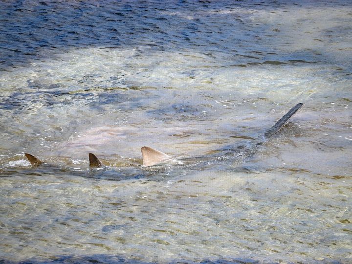 This photo provided by Mote Marine Lab shows a sawfish in the Lower Keys Florida on April 5, 2024. 