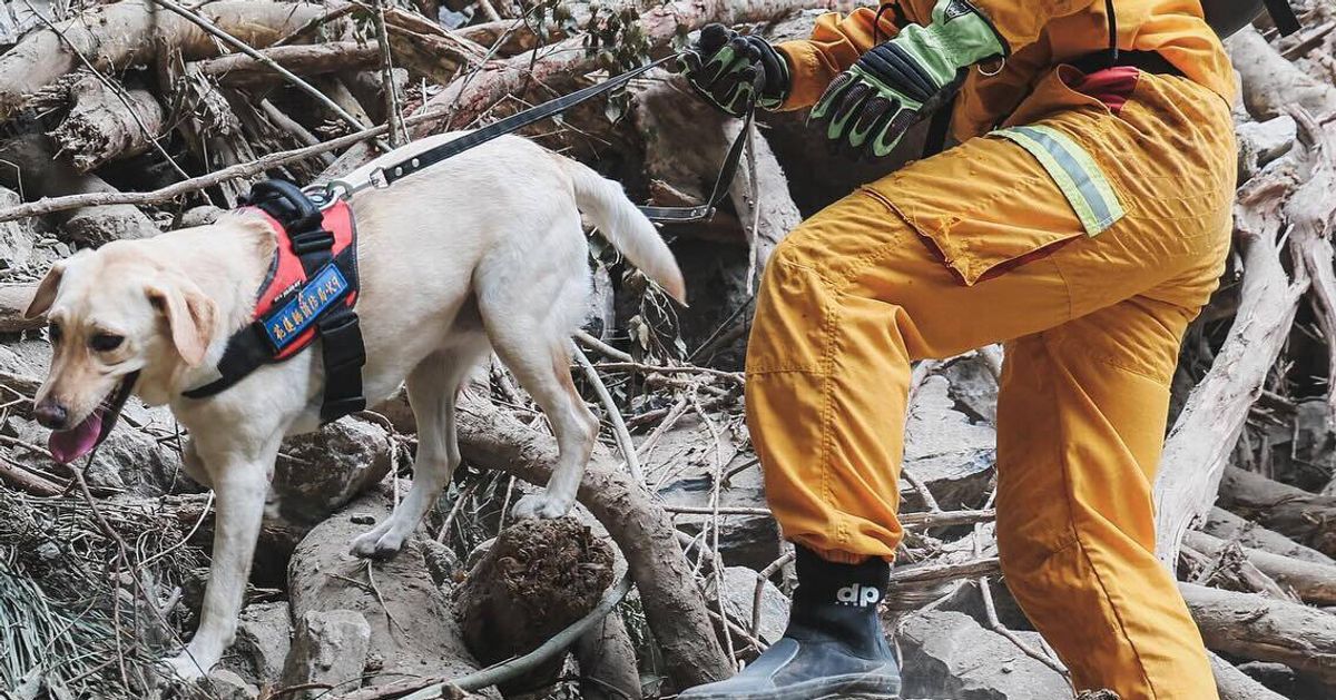 Failed Drug-Sniffing Dog Becomes Icon In Taiwan's Earthquake Recovery