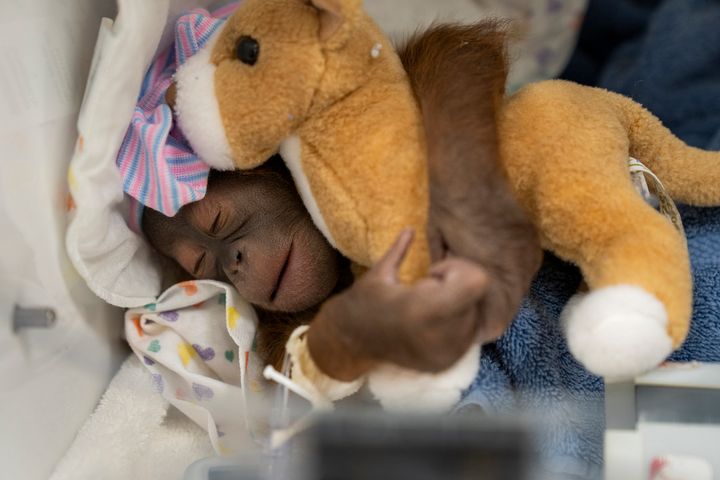 This photo provided by Busch Gardens Tampa Bay shows a newborn female endangered Bornean orangutan that was delivered by cesarean section on Saturday, April 13, 2024, in Tampa, Fla. 