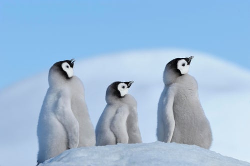 ペンギンが見せた度胸がハンパなかった。ヒナが大群で南極の高