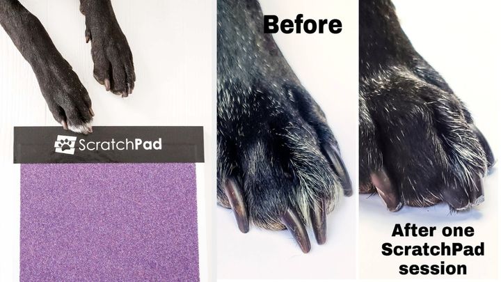 The ScratchPad scratching board from Etsy is suitable for anxious dogs and dogs with arthritis and dark, thick nails, according to an expert.