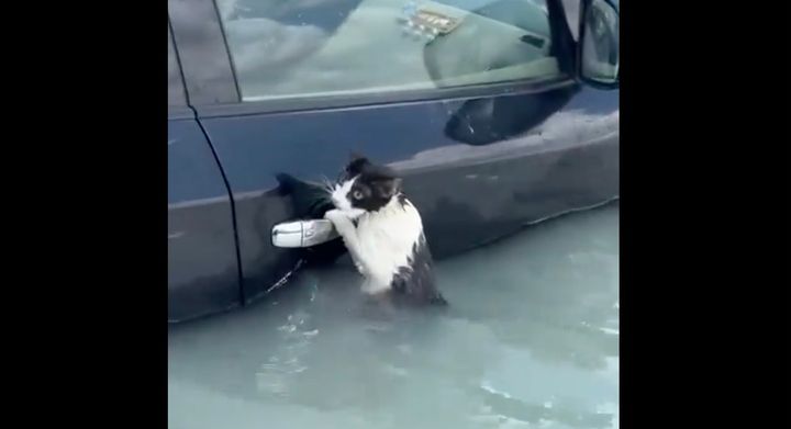 車のドアノブに必死につかまる猫