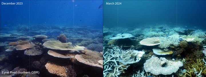 This photo shows a reef before and after it was struck by severe bleaching. Bleached corals appear bright white.