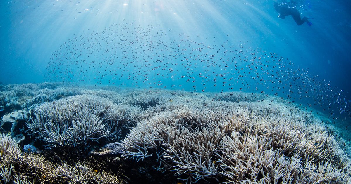 De nouvelles photos montrent un blanchissement massif des coraux sur la grande barrière de corail