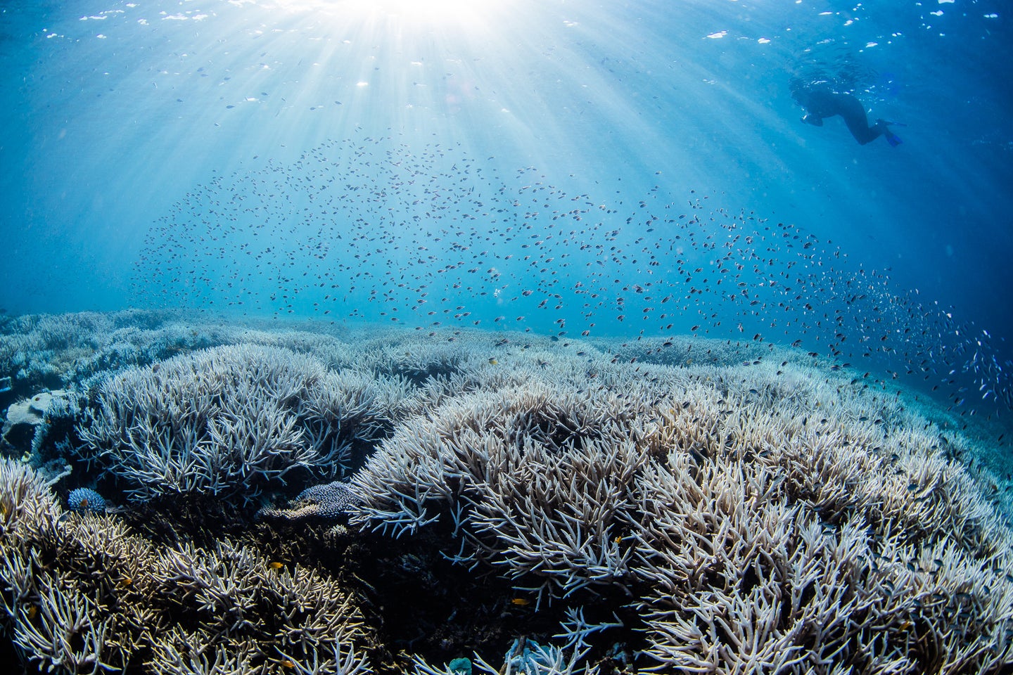 George Roff Corals New Photos Show Mass Coral Bleaching On Great Barrier Reef | HuffPost ...