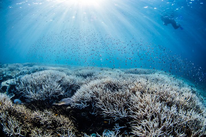 Coral bleaching on the Southern Great Barrer Reef, Jan-March 2024.