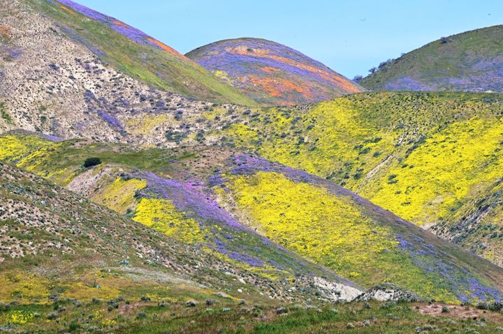 Orange, yellow and purple wildflowers paint the hills of the Tremblor Range in Carrizo Plain National Monument near Santa Margarita, California.