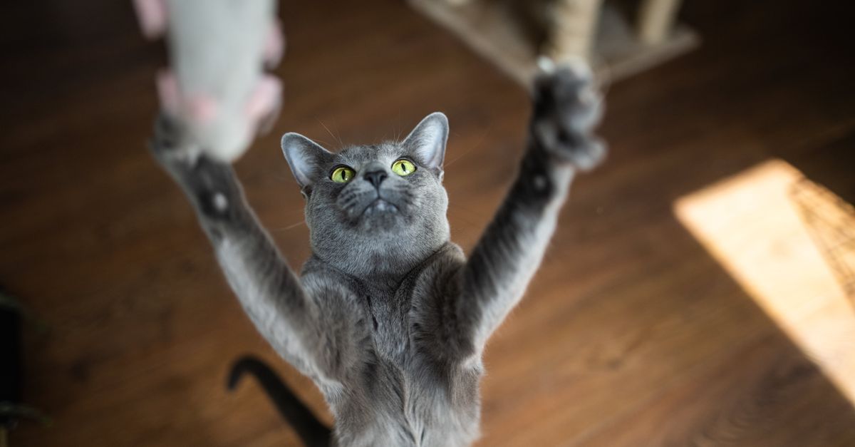 The Real Reason Cats Are Obsessed With This $4 Toy