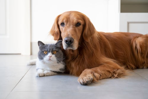 Water fountains mimic your pet's natural instincts and can actually help prevent disease.