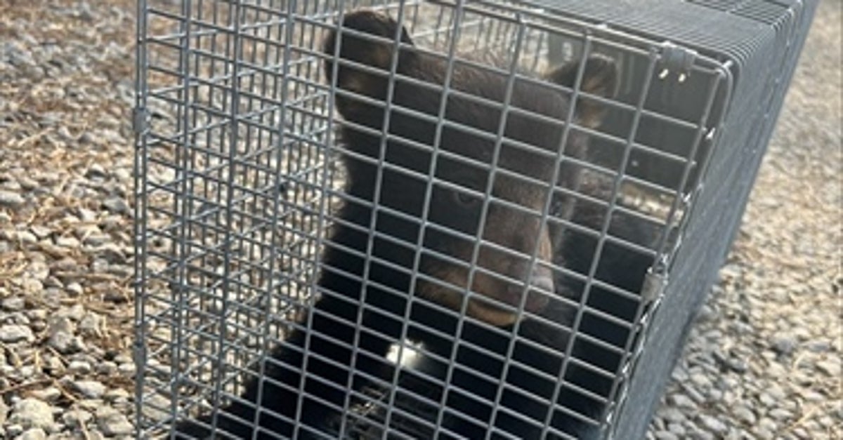 Bear Cub Rescued From Pond After Being Yanked Out Of Tree For Photos