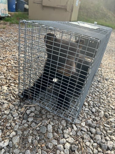 The bear cub amid transportation to a wildlife rehabilitation center.