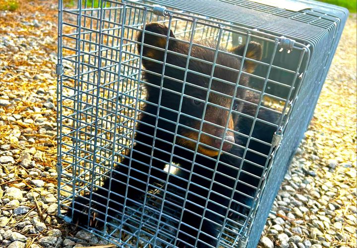 アパートの池で捕獲され野生生物保護施設に移送された子グマ