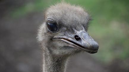 Karen, 5-Year-Old Ostrich, Dies At Topeka Zoo After Swallowing Keys