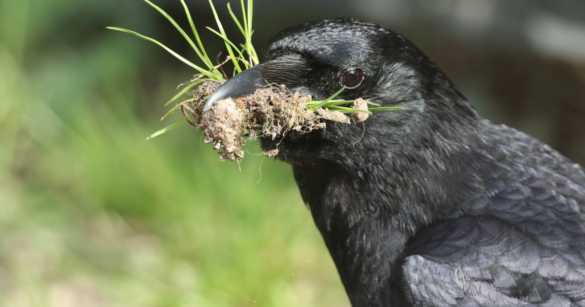 How And Why Should We Befriend Crows | HuffPost UK Life - Vimarsana News
