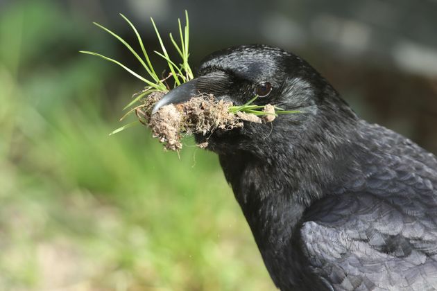 The 1 Disturbing Reason You Should Befriend A Crow