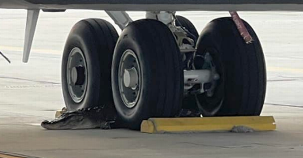 Wildlife Officials Trap Alligator At Florida Air Force Base