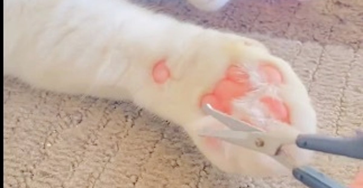 愛猫の「神対応」が悶絶のかわいさ。肉球まわりの毛をカットしようと  