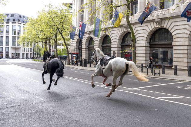 Δύο άλογα που κυκλοφορούν ελεύθερα στους δρόμους του Λονδίνου κοντά στο Aldwych. Ημερομηνία εικόνας: Τετάρτη 24 Απριλίου 2024