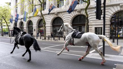 Runaway Military Horses Bolt Through Central London, 1 Appears To Be Covered In Blood