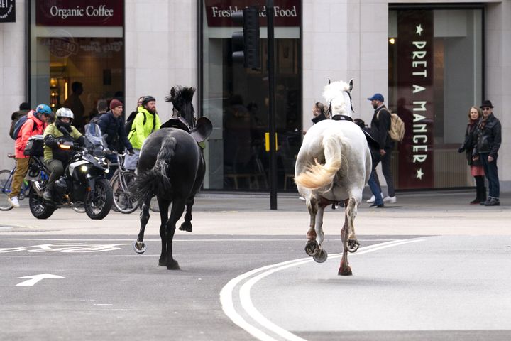 Two horses on the loose bolt through the streets of London near Aldwych on April 24, 2024.