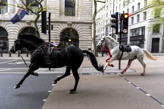 So Why Were Horses Running Loose Around London, Covered In Blood?