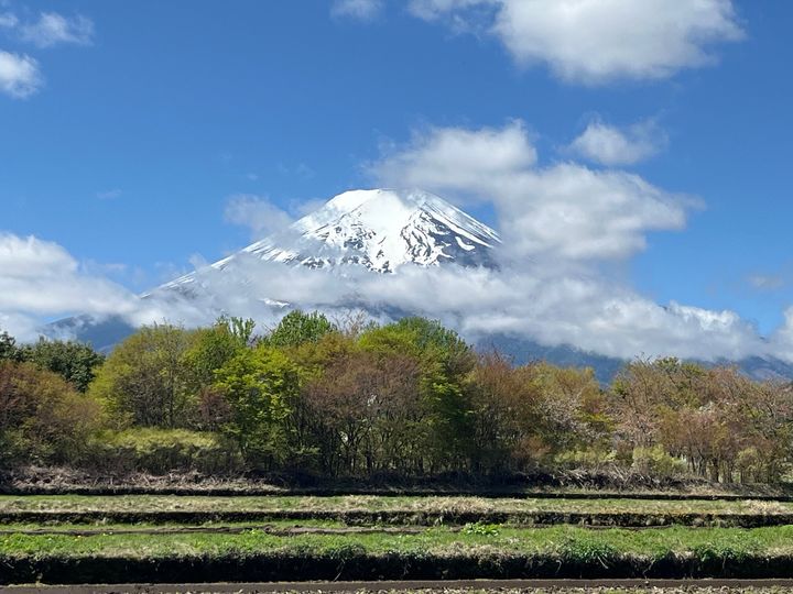 「農鳥」が出現した富士山は新緑によく映える