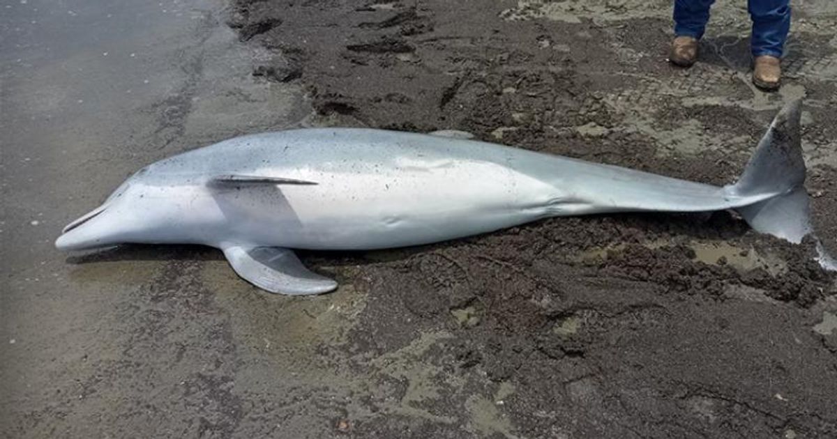 Dolphin Found Shot Dead On Louisiana Beach With 'Multiple Bullets' In Body