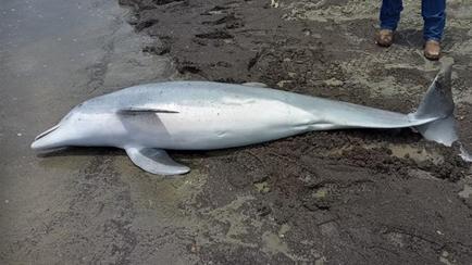 Dolphin Found Shot Dead On Louisiana Beach With 'Multiple Bullets' In Body