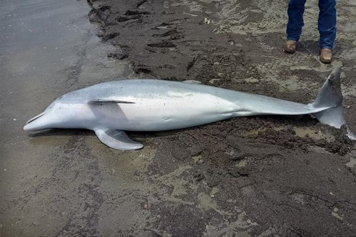 A dolphin was found dead on West Mae's Beach with multiple gunshot wounds.